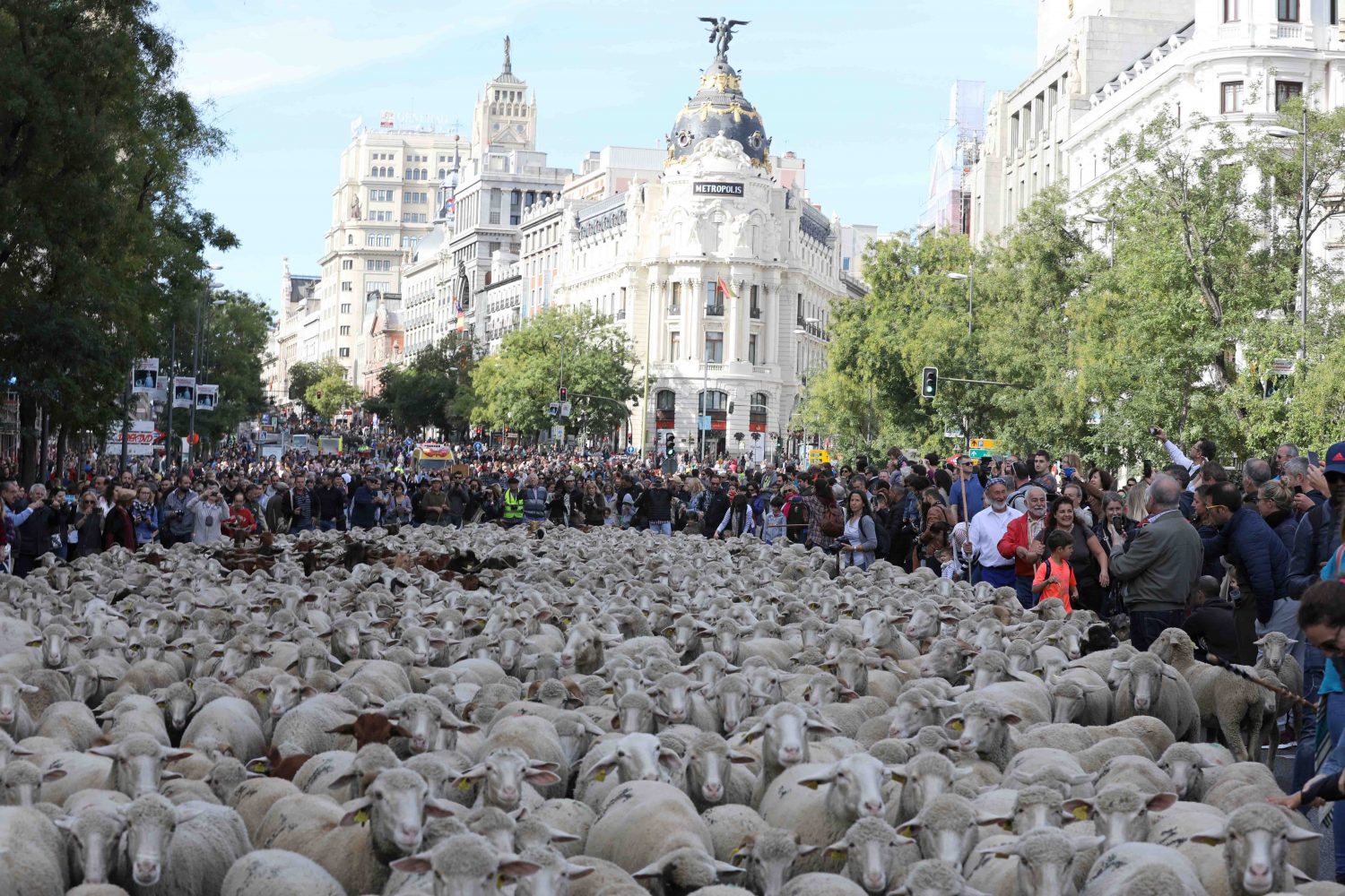 A group of sheep at Diaria de Madrid (Creative Commons)